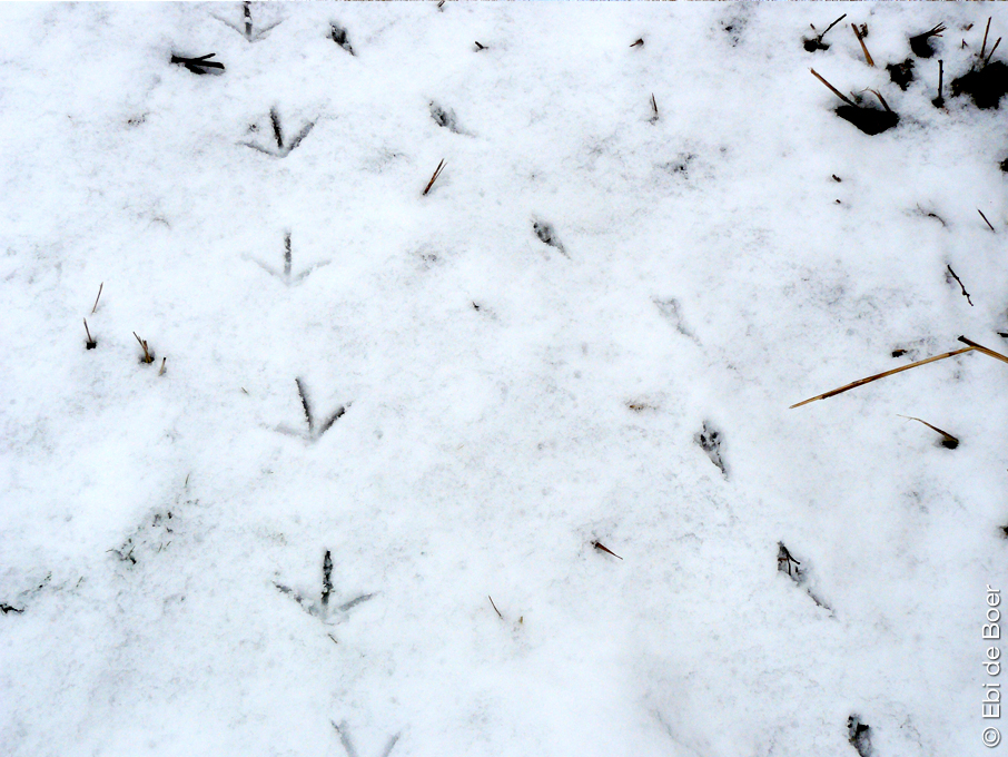 ©Ebi-de-Boer-Kunst-Natur