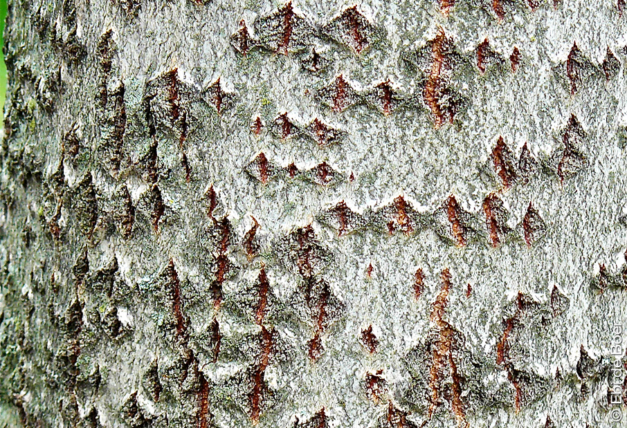 ©Ebi-de-Boer-Ostfriesland-Natur