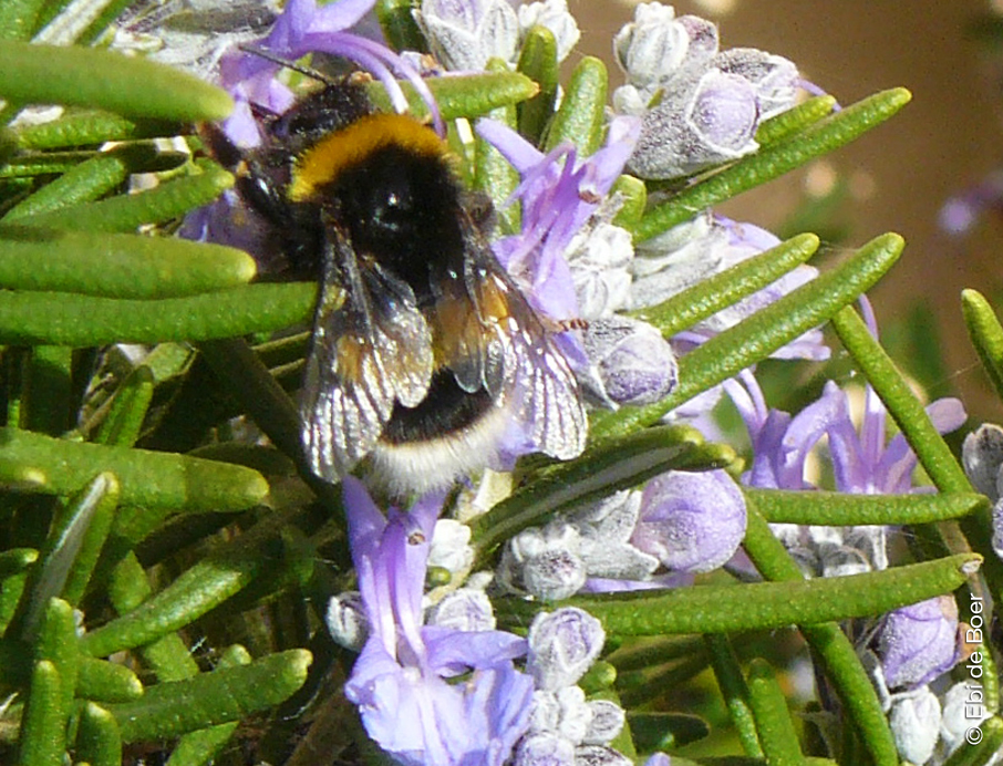 ©Ebi-de-Boer-Pietrasanta-Natur-Versilia