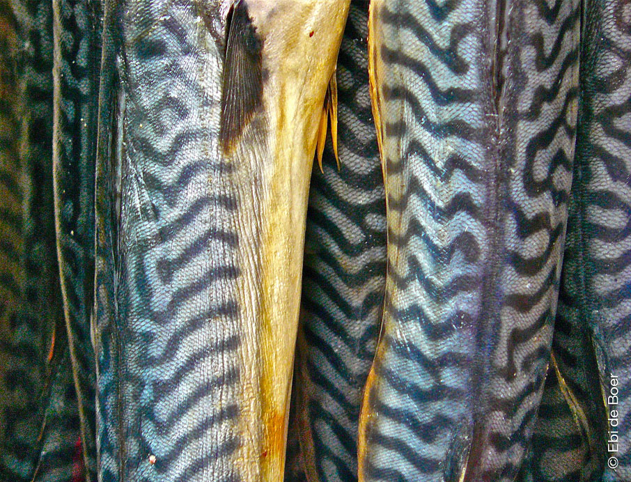 ©Ebi-de-Boer-Ostfriesland-Art-Nature