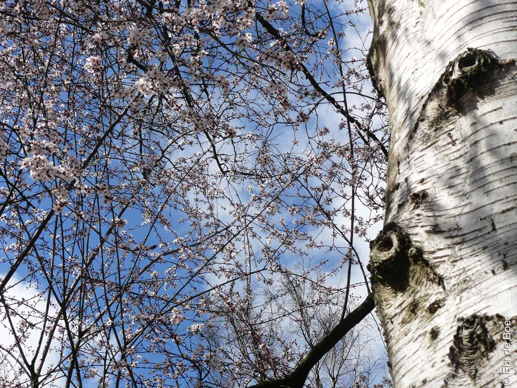 ©Ebi-de-Boer-Natur-Ostfriesland-Foto
