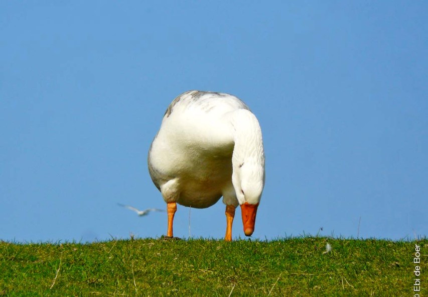 ©Ebi-de-Boer-Ostfriesland-Natur-Kunst