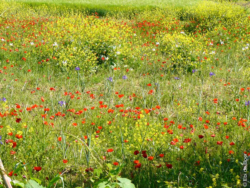 ©Ebi-de-Boer-Pietrasanta-nature-photo