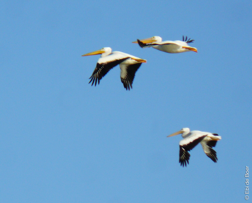 ©Ebi-de-Boer-California-birdwatching-photo