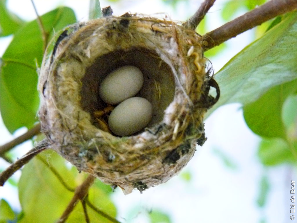 ©Ebi-de-Boer-California-birdwatching-photography