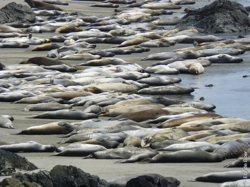 ©Ebi-de-Boer-California-nature-photography