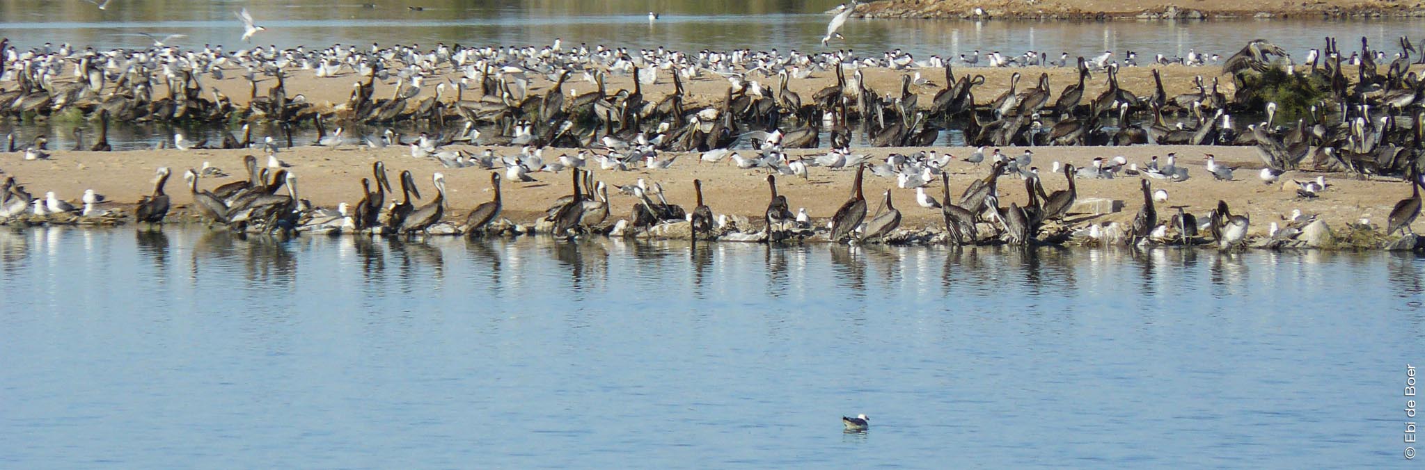 ©Ebi-de-Boer-Kalifornien-birdwatching-photographie