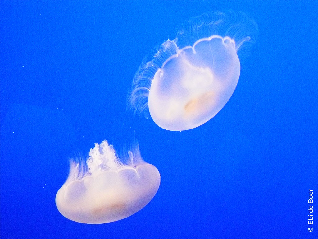 ©Ebi-de-Boer-Künstlerin-Polyp-Pietrasanta