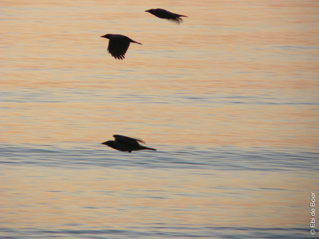 ©Ebi-de-Boer-Pietrasanta-Natura