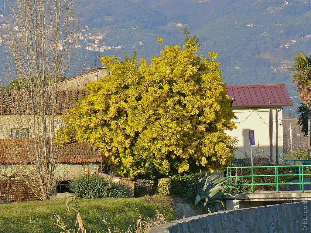©Ebi-de-Boer-Pietrasanta-Natur-Klimawandel- Photographie