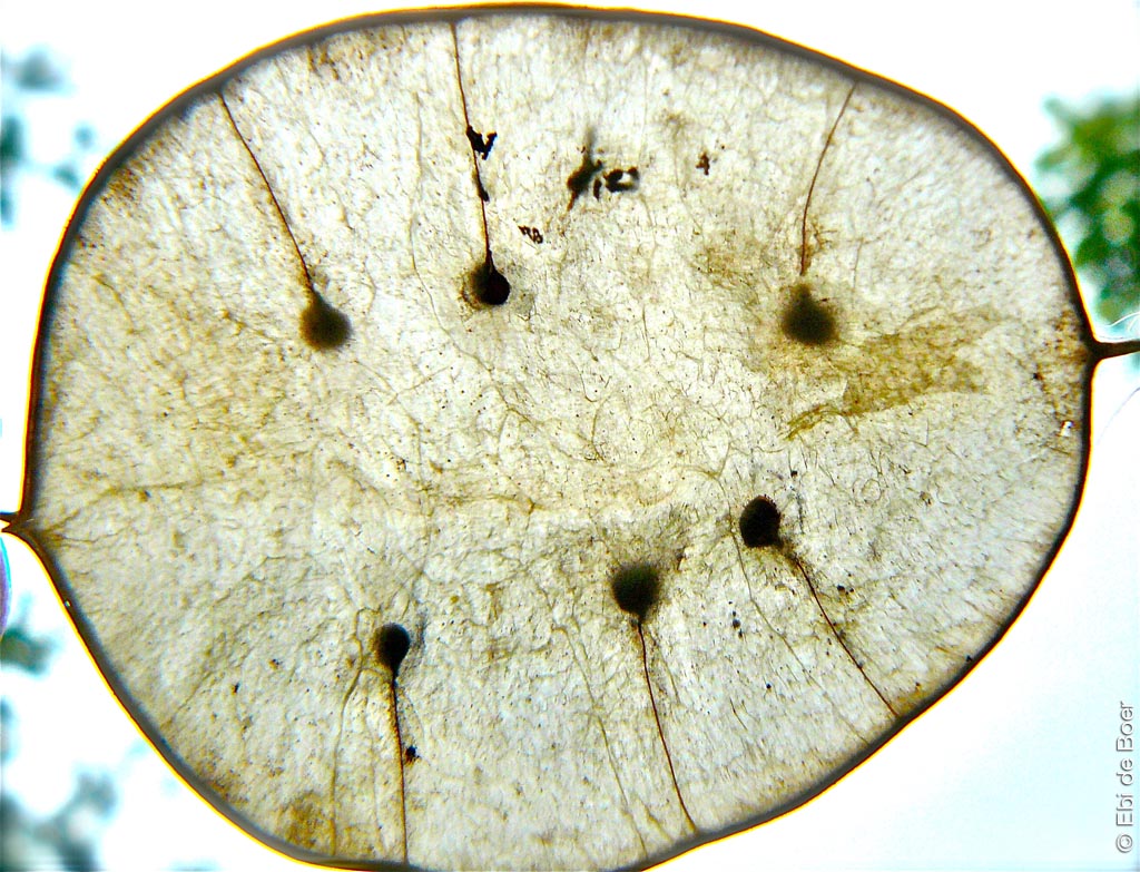 ©Ebi de Boer-East-Frisia-Nature- Photography