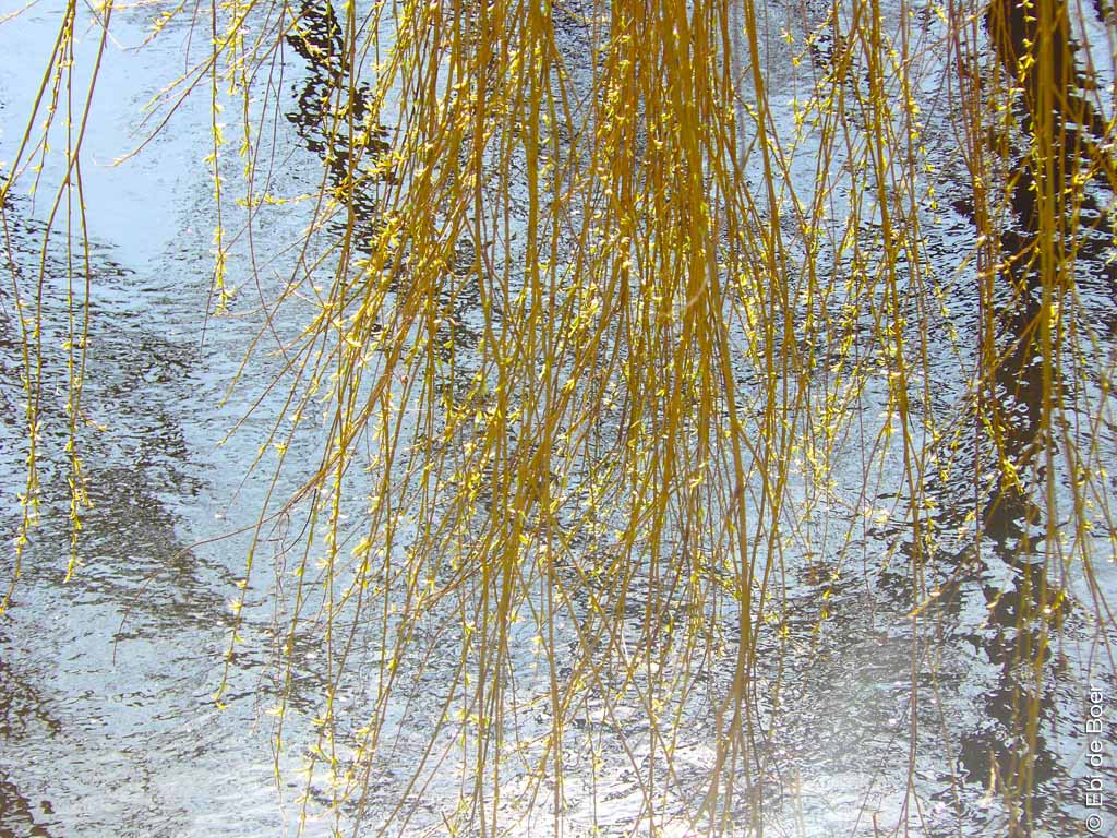 ©ebi de boer-ostfriesland-natur- fotografie