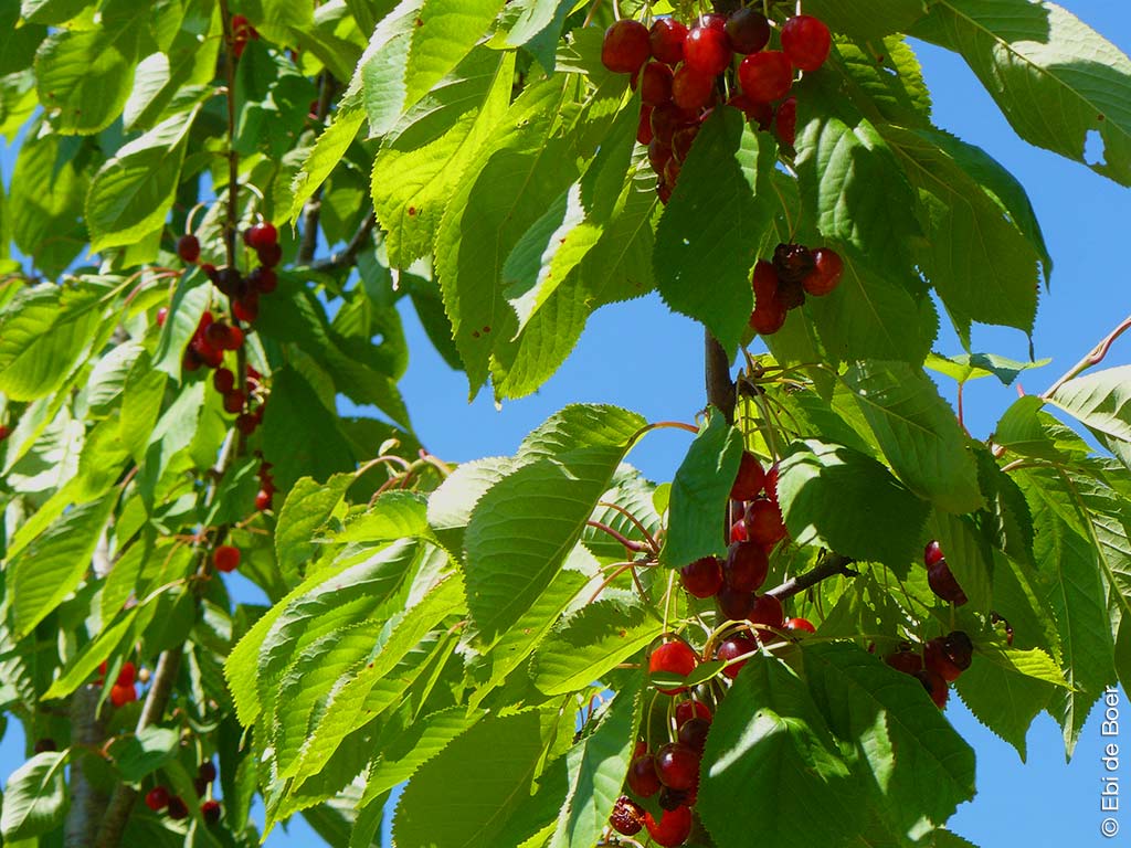 Ebi-de-Boer-Pietrasanta-Kunst